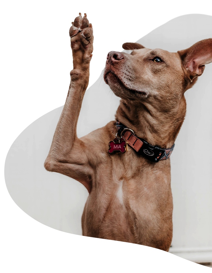 Pet Exams FurBuds Veterinary Clinic pet-exams-furbuds-veterinary-clinic